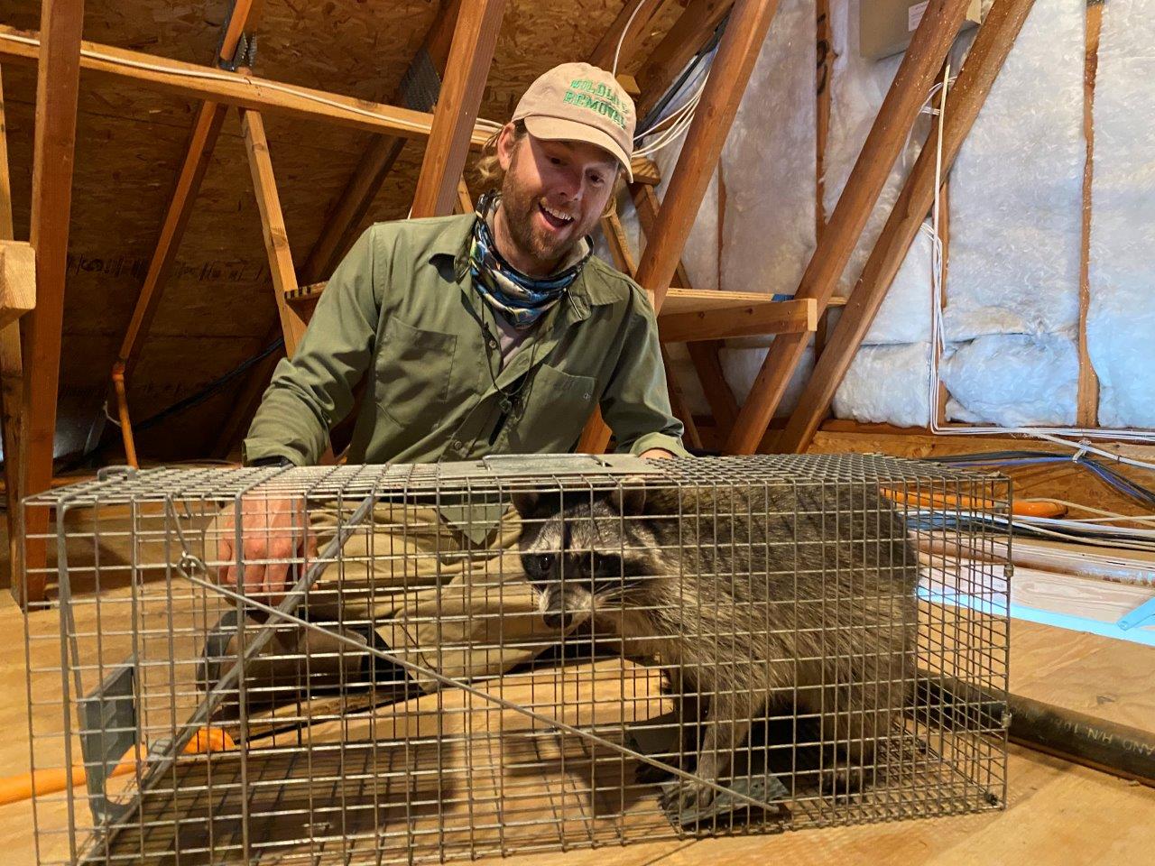 West Palm Beach raccoon trapping